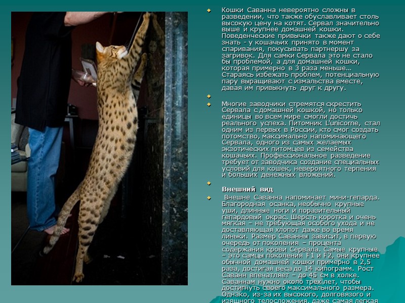 Кошки Саванна невероятно сложны в разведении, что также обуславливает столь высокую цену на котят. Кошки Саванна невероятно сложны в разведении, что также обуславливает столь высокую цену на котят.